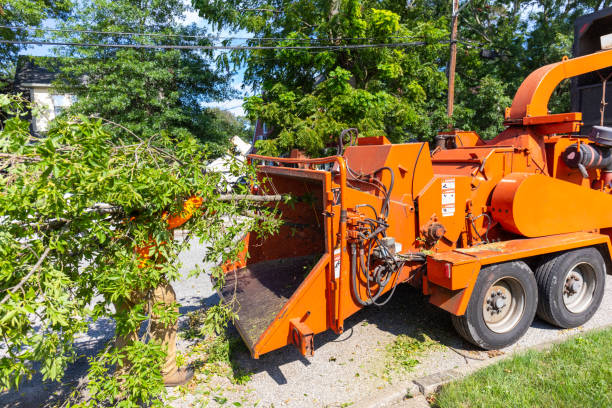 Trusted Floral City, FL Tree Service Experts